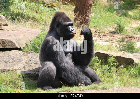 Jambo, die alpha männlichen Anführer der Gruppe der westlichen Flachlandgorillas in Apenheul Primate Zoo, den Niederlanden, Karotten essen Stockfoto