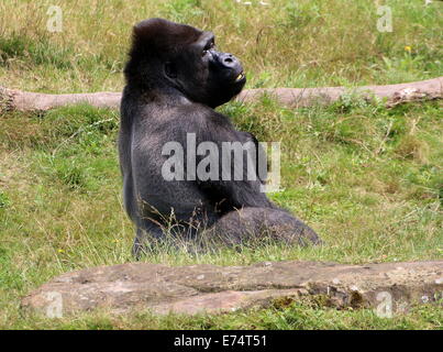 Jambo, alpha Männchen Flachlandgorilla in Apenheul Zoo, Niederlande Stockfoto