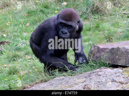 Schleichende und boshafte Jungen Gorilla in Apenheul Zoo, Niederlande Stockfoto