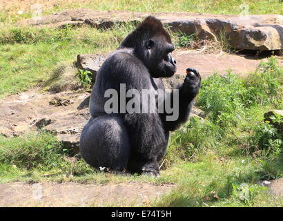 Jambo, alpha Männchen Flachlandgorilla in Apenheul Zoo, Niederlande Stockfoto