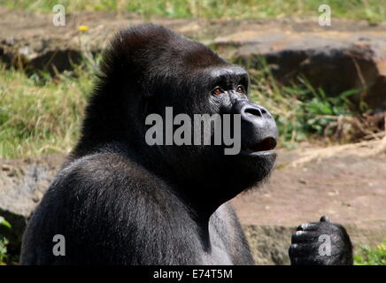 Überraschten Blick auf dem Gesicht von Jambo, Silber-Rückseite alpha männliche Westlicher Flachlandgorilla Apenheul Zoo, Niederlande Stockfoto