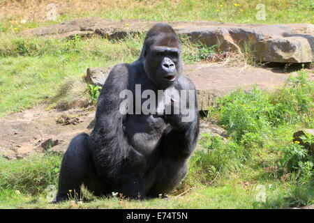 Ältere männliche Westlicher Flachlandgorilla Apenheul Zoo, Niederlande Stockfoto