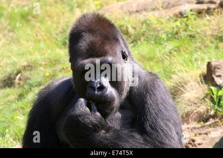 Jambo, die alpha männlichen Anführer Flachlandgorilla in Apenheul Zoo, Niederlande Stockfoto