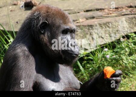 Junge männliche Gorillas Essen eine Karotte in Apenheul Primate Zoo, Niederlande Stockfoto