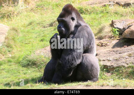 Männliche Westlicher Flachlandgorilla im Profil Stockfoto