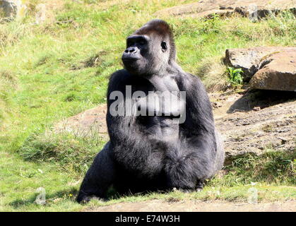 Jambo, das alpha-Männchen Silber-Rückseite eine große Gruppe von westlichen Flachlandgorillas im Zoo Apenheul Primate, Niederlande Stockfoto