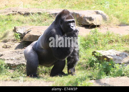 Jambo, alpha Männchen Flachlandgorilla in Apenheul Zoo, Niederlande Stockfoto