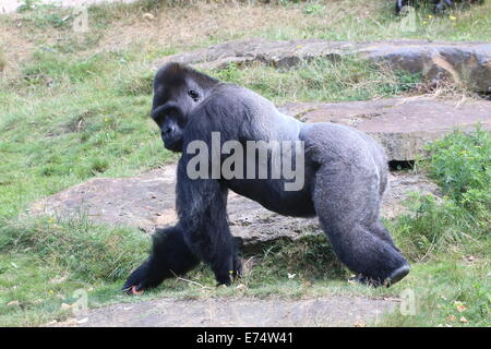 Ältere männliche Westlicher Flachlandgorilla Stockfoto