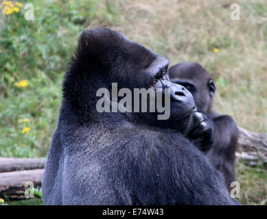 Jambo, die alpha männlichen Anführer der Gruppe der westlichen Flachlandgorillas in Apenheul Zoo, Niederlande Stockfoto