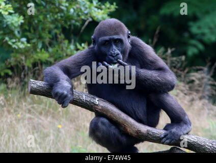 Junge weibliche Gorilla Klettern in einem Zweig während des Essens Stockfoto