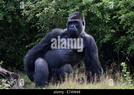 Jambo, das alpha-Männchen eine große Gruppe von westlichen Flachlandgorillas in Apenheul Zoo, Niederlande, auffällig eine einschüchternde pose Stockfoto