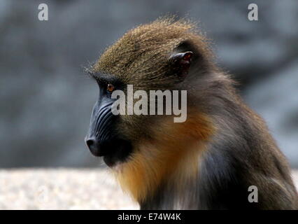 Juvenile Mandrill-Affen (Mandrillus Sphinx) im Profil gesehen Stockfoto