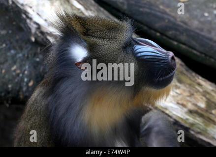 Gesicht eines jungen männlichen Mandrill-Affen (Mandrillus Sphinx) im Profil Stockfoto