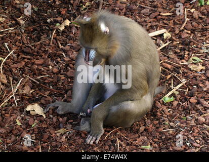 Männlicher Mandrill-Affen (Mandrillus Sphinx) im Artis Zoo, Amsterdam, Niederlande Stockfoto