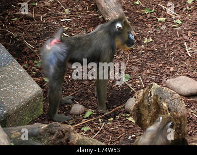 Mandrill-Affen (Mandrillus Sphinx) im Artis Zoo, Amsterdam Stockfoto