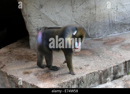 Ältere männliche Mandrill-Affen (Mandrillus Sphinx) in Amsterdam Artis Zoo-Gehege Stockfoto