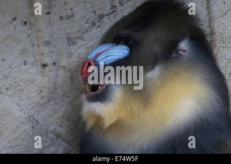 Reifer männlicher Mandrill Affe (Mandrillus Sphinx) gesehen im Profil, Gähnen Stockfoto