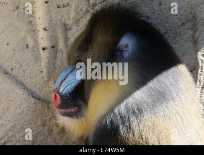 Nahaufnahme des bunten Gesichts eines Reifen männlichen Mandrill-Affen (Mandrillus Sphinx) Stockfoto