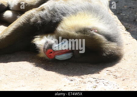 Faulen männlichen Mandrill Affe (Mandrillus Sphinx) genießen in der Sommersonne, Nahaufnahme von den bunten Kopf Stockfoto