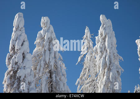 Wilde Winterlandschaft mit Fichte Wald mit Schnee bedeckt Stockfoto