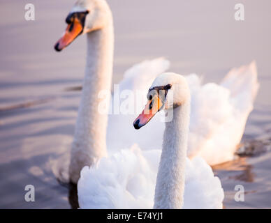 Majestätische Schwäne auf dem Wasser schwimmende Stockfoto