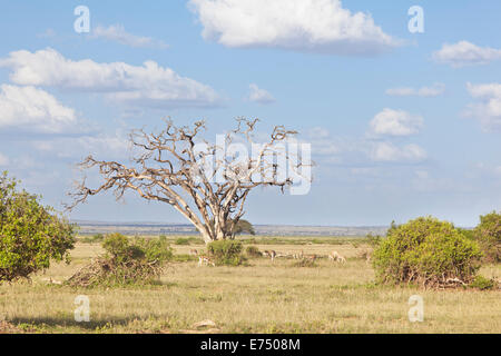 Grant Gazellen in Amboseli Nationalpark, Kenia Stockfoto