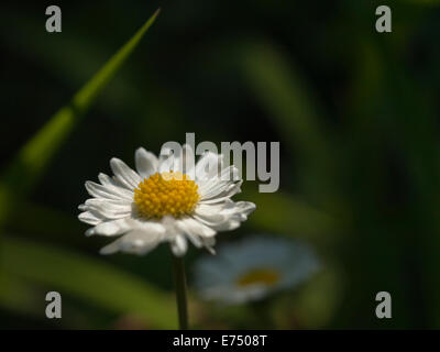 Nahaufnahme des weißen Oxeye Daisy (Chrysanthemum Leucanthemum) Wildblumen Stockfoto