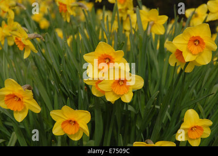 Narzissen Stockfoto