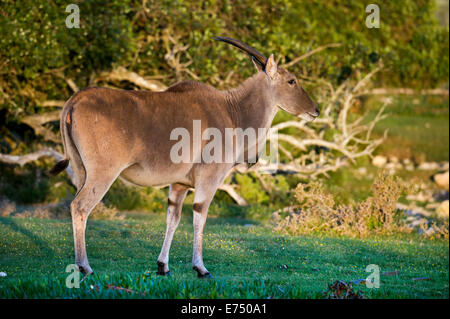 Südafrika, De Hoop Nature Reserve, südlichen Eland oder gemeinsame Eland, Tauro oryx Stockfoto