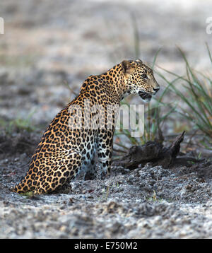 Sri Lanka Leopard (Panthera pardus kotiya) Stockfoto