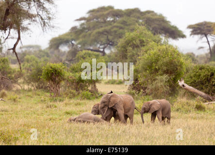 Junge afrikanische Elefanten im Amboseli Nationalpark, Kenia spielen. Stockfoto