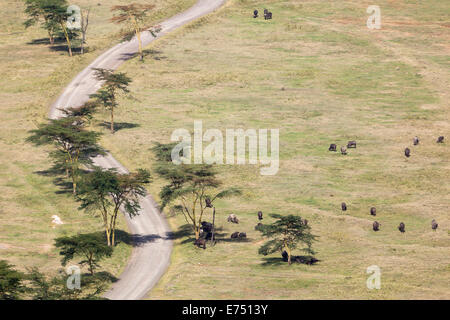 Büffel und Straße am Lake Nakuru in Nakuru Nationalpark von einem Aussichtspunkt in Kenia gesehen. Stockfoto