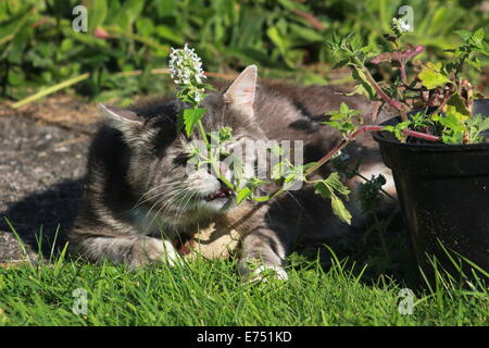 Tabby Katze Katzenminze Pflanze riecht Stockfoto