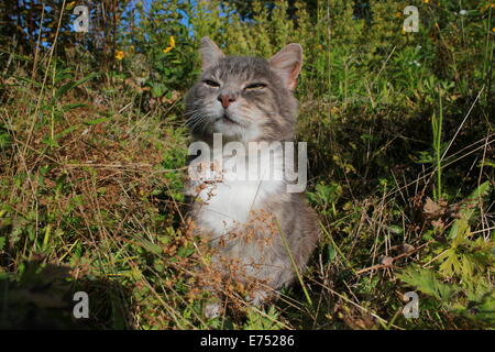 Der Happy cat Stockfoto