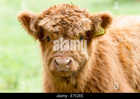 Highland Kuh Kalb Stockfoto