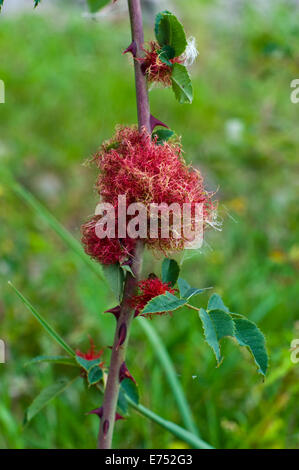 Die rose Bedeguar Gall, Robins Nadelkissen Gall oder Moos Gall wachsen auf Hundsrose am Ufer in Hay-on-Wye, Herefordshire, DEU Stockfoto