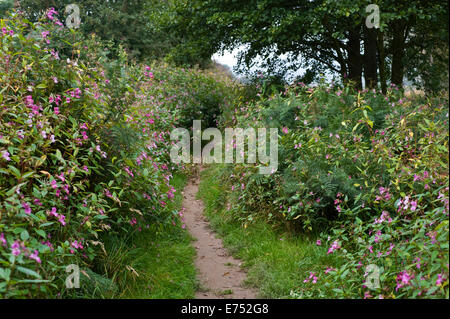 Wanderweg ist bewachsen mit Drüsige Springkraut invasive Arten wachsen bei The Warren Hay-on-Wye Powys Wales UK Stockfoto