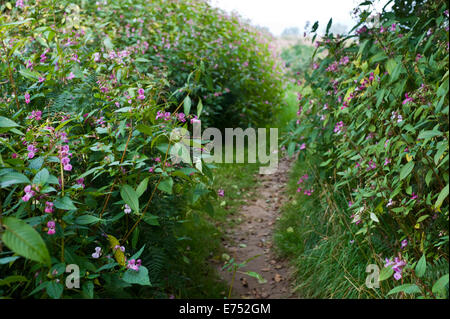 Wanderweg ist bewachsen mit Drüsige Springkraut invasive Arten wachsen bei The Warren Hay-on-Wye Powys Wales UK Stockfoto