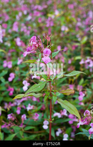 Ufer ist bewachsen mit Drüsige Springkraut invasive Arten wachsen bei The Warren Hay-on-Wye Powys Wales UK Stockfoto