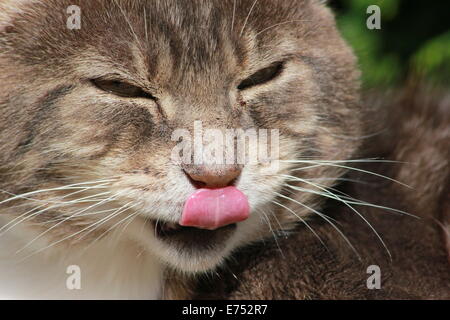 Tabby Katze leckte die Lippen im Garten Stockfoto