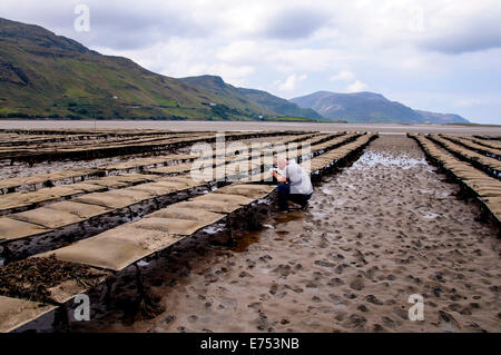 Ardara, County Donegal, Irland. 7. Sept. 2014. Charlie McHugh prüft auf seine Austernbänke, 2,5 Millionen Austern enthalten. Jetzt verkauft er alle seine Erzeugnisse an Paris Restaurants wo Krankheit Französisch Auster Produktion dezimiert hinterlassen hat. Irische Austern sind Premium-Preise jetzt Befehlen, da sie nicht von der Krankheit betroffen sind. Bildnachweis: Richard Wayman/Alamy Live-Nachrichten Stockfoto