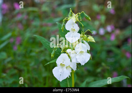 Seltene weiße Drüsige Springkraut invasiver Arten wachsen bei The Warren Hay-on-Wye Powys Wales UK Stockfoto