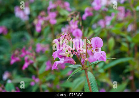 Ufer ist bewachsen mit Drüsige Springkraut invasive Arten wachsen bei The Warren Hay-on-Wye Powys Wales UK Stockfoto