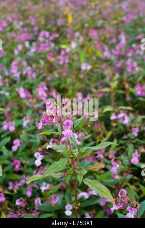 Ufer ist bewachsen mit Drüsige Springkraut invasive Arten wachsen bei The Warren Hay-on-Wye Powys Wales UK Stockfoto