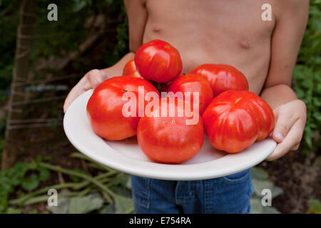 Kind hält frisch gepflückte Tomaten im Garten - USA Stockfoto