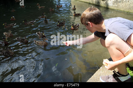 15 jährige durch die Fütterung von Enten am Fluss Loir in Illiers Combray, Zentrum, Promenade De La Fontaine, Eure et Loir, Frankreich Stockfoto