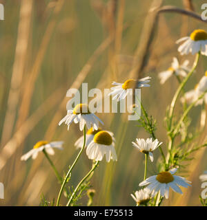 Mayweed Stockfoto