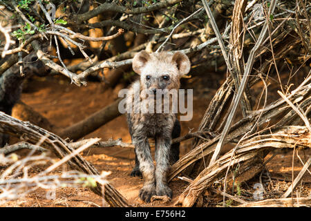 Eine junge gefleckte Hyäne in Südafrika Stockfoto