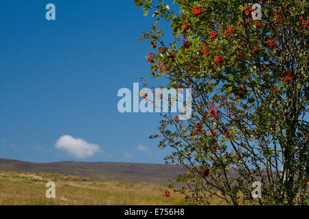 Vogelbeeren & blauer Himmel Stockfoto