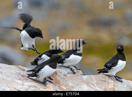 Little Alken (Alle Alle) Camp Millar Svalbard Norwegen Skandinavien Arctic Circle Stockfoto